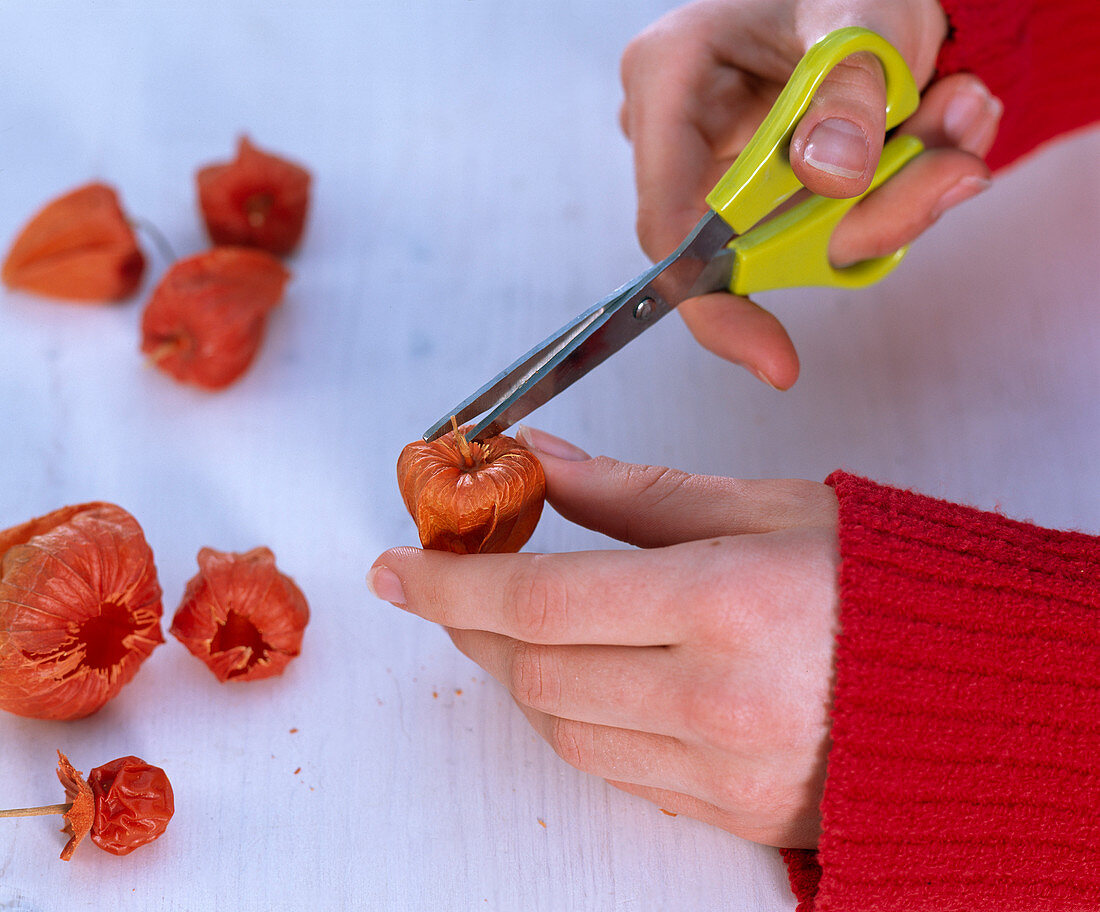 Physalis fairy lights: 1/3. Physalis (lanterns) Cut out the stalk and the fruit with scissors