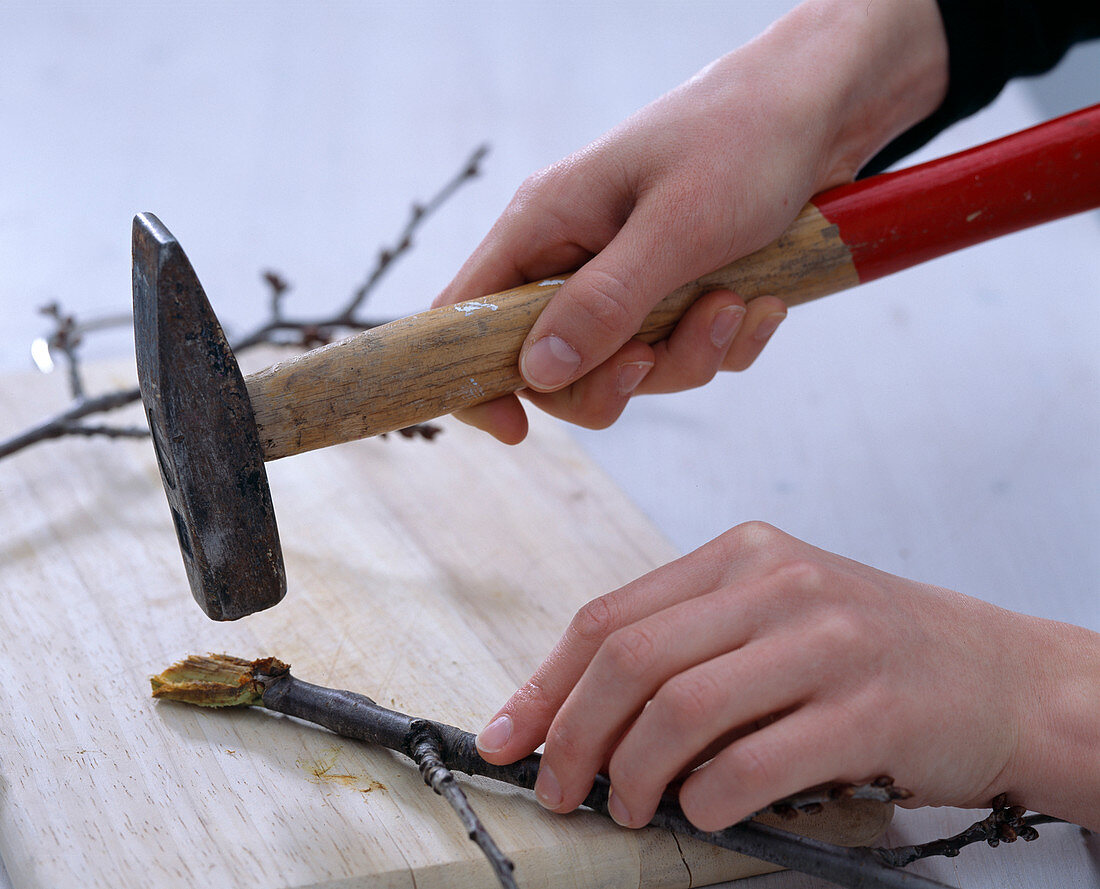 Woody stems of Prunus (cherry)