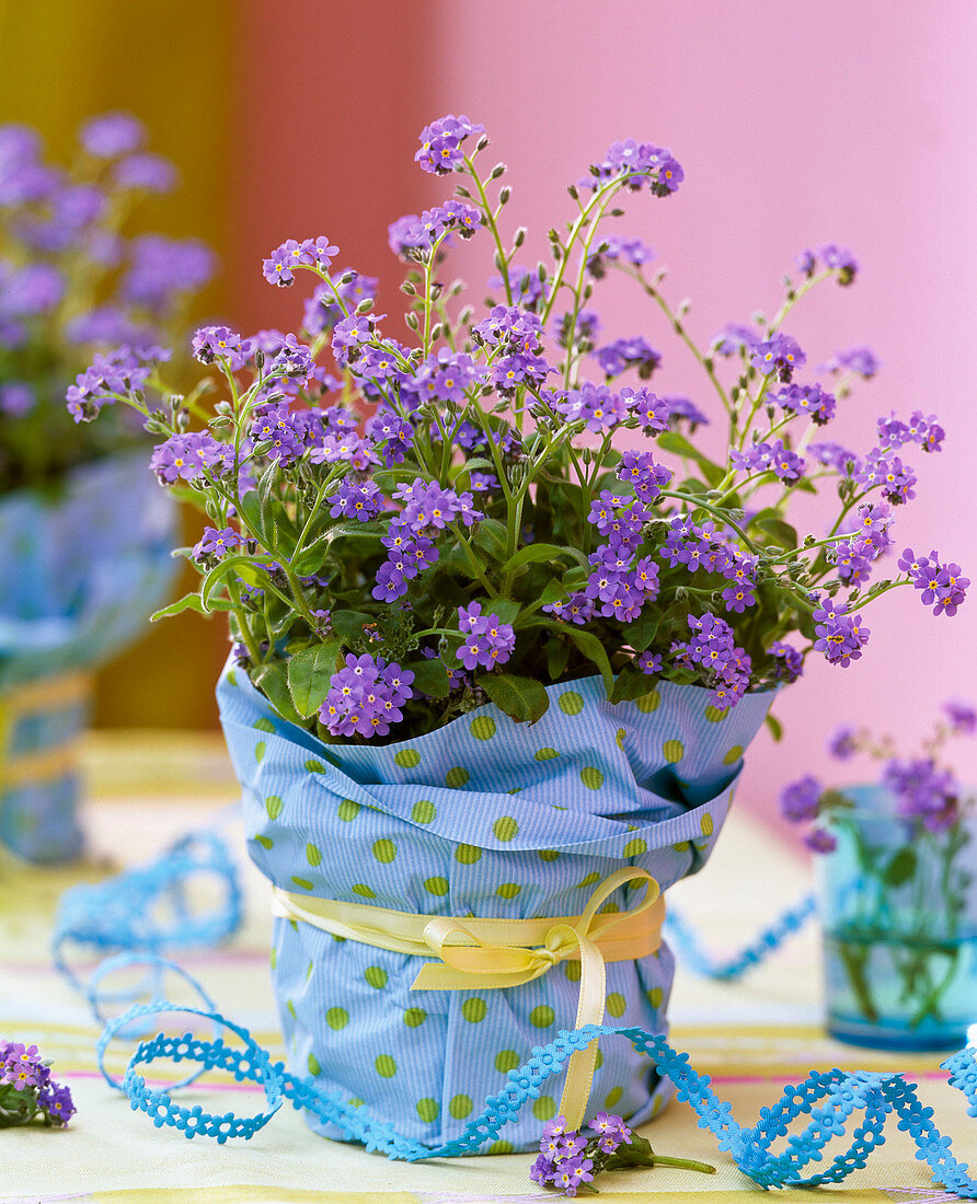 Myosotis (Forget-me-not) with blue wrapping paper