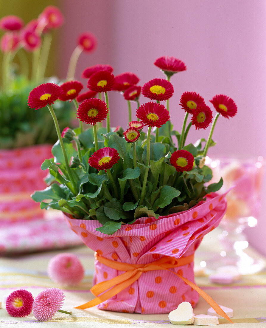 Bellis (red dawn)