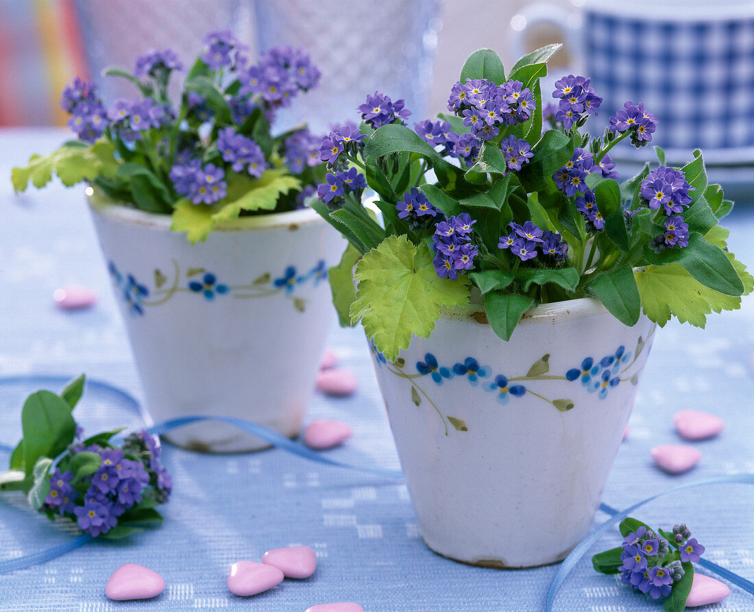 Myosotis (Forget-me-not)