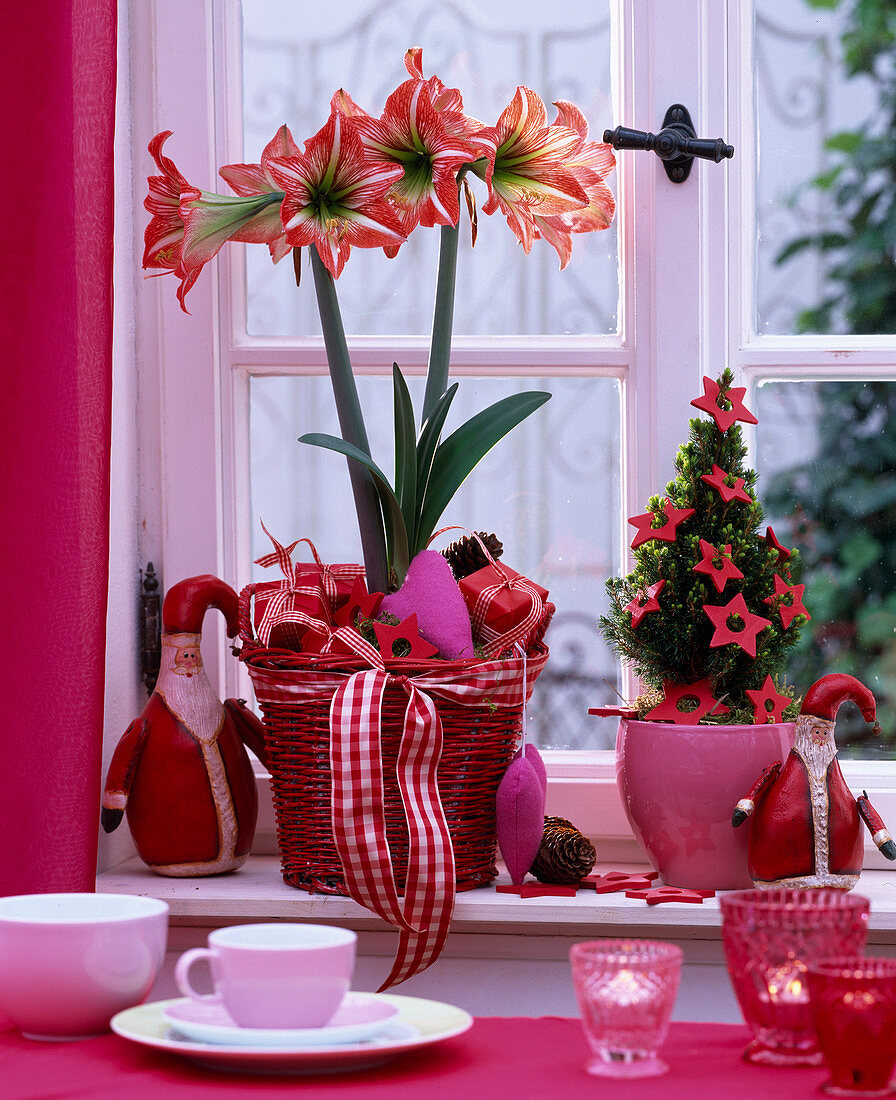 Hippeastrum 'Star Red' (amaryllis), Picea (sugar loaf spruce) with wooden stars