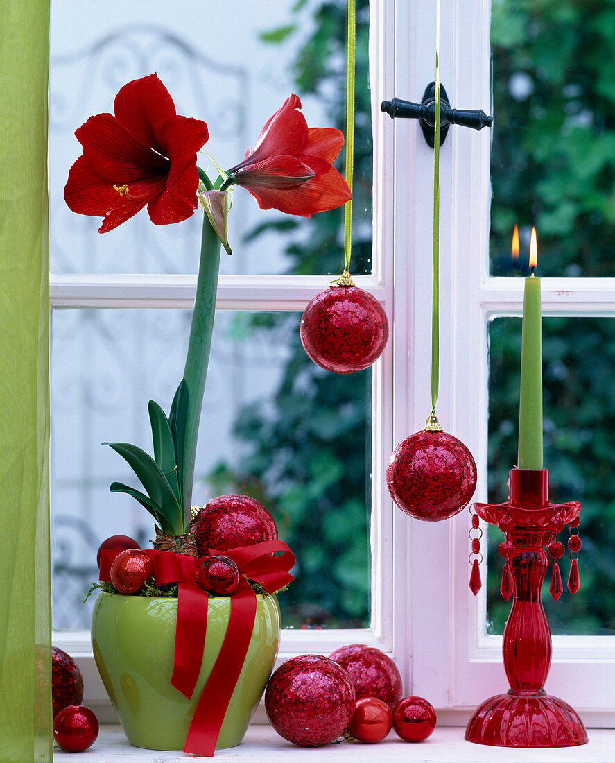 Hippeastrum 'Red Lion' (Amaryllis)