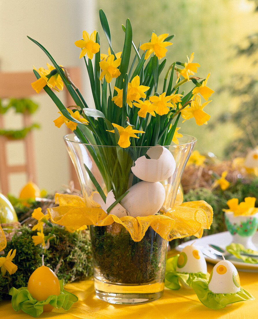 Narcissus 'Tete a Tete' (daffodil)