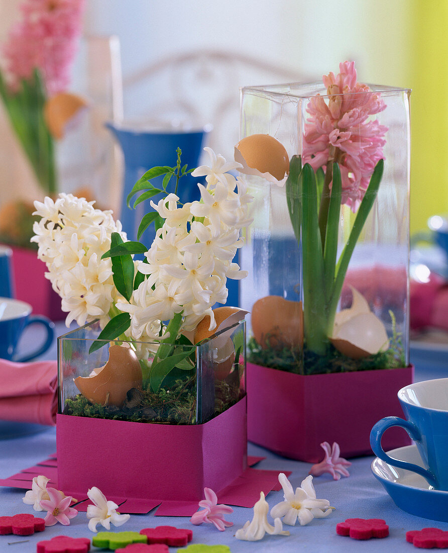 Hyacinthus (pink and white hyacinths) in jars