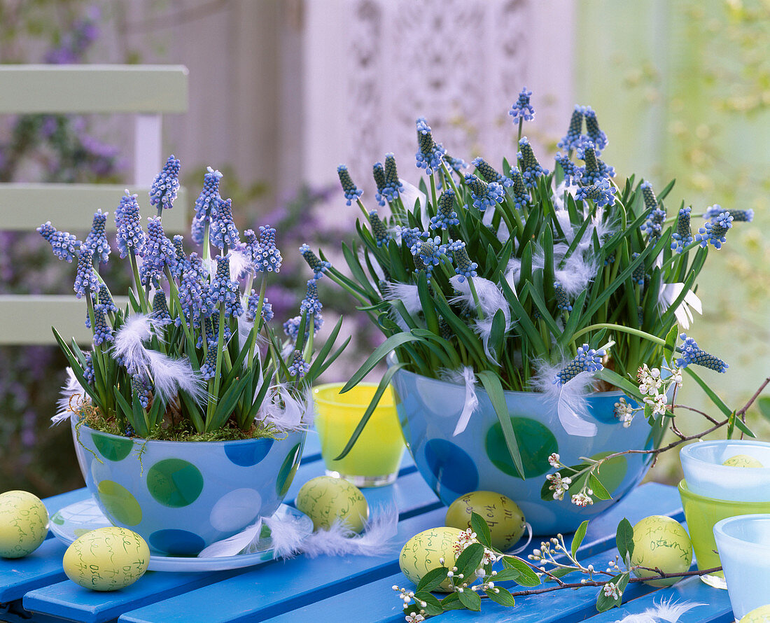 Muscari 'Blue Magic' (Grape hyacinth)