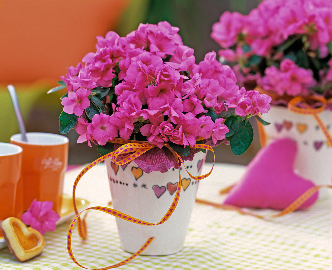 Rhododendron simsii (pink indoor azalea)