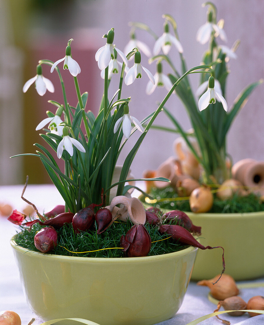 Galanthus (Schneeglöckchen) im Nest aus