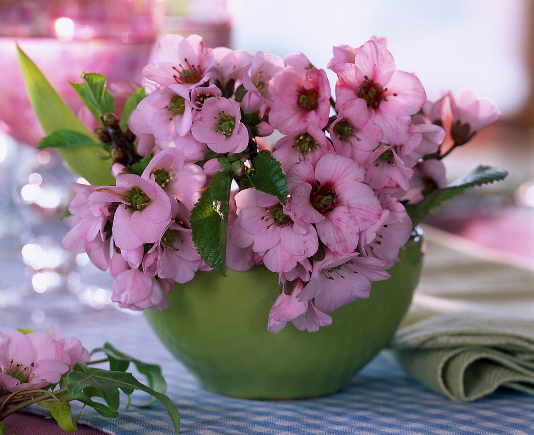 Bergenia (bergenia flowers), Prunus (cherry branches)