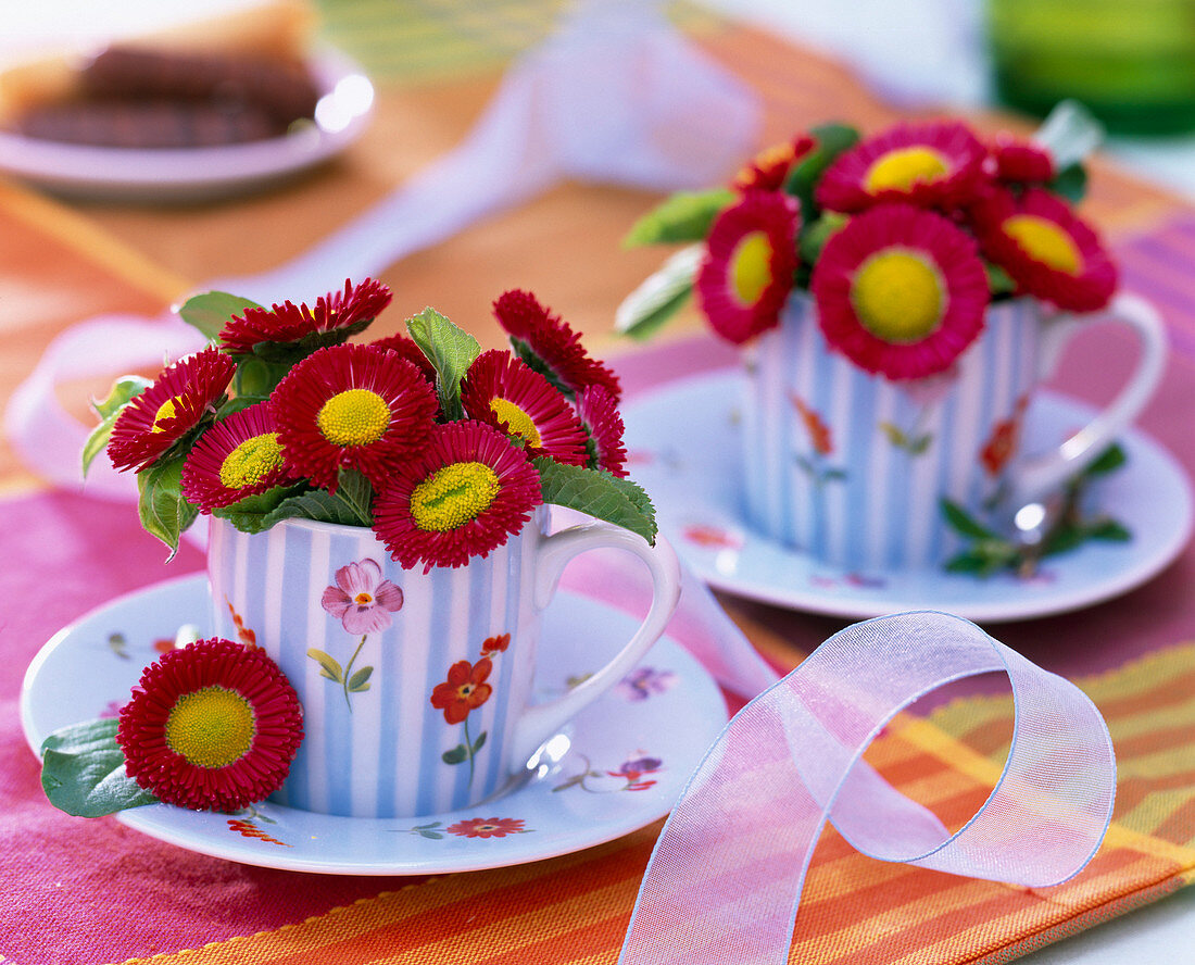 Bellis (red daisies)