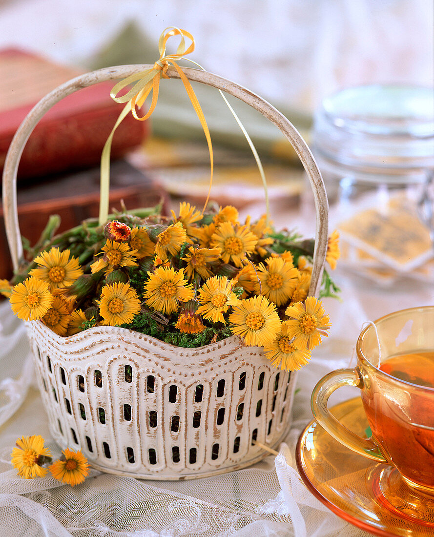 Tussilago (coltsfoot) in a metal basket