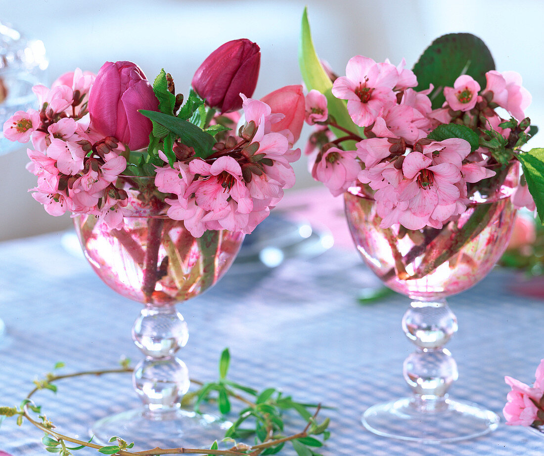 Bergenia (Bergenie), Tulipa (Tulip)