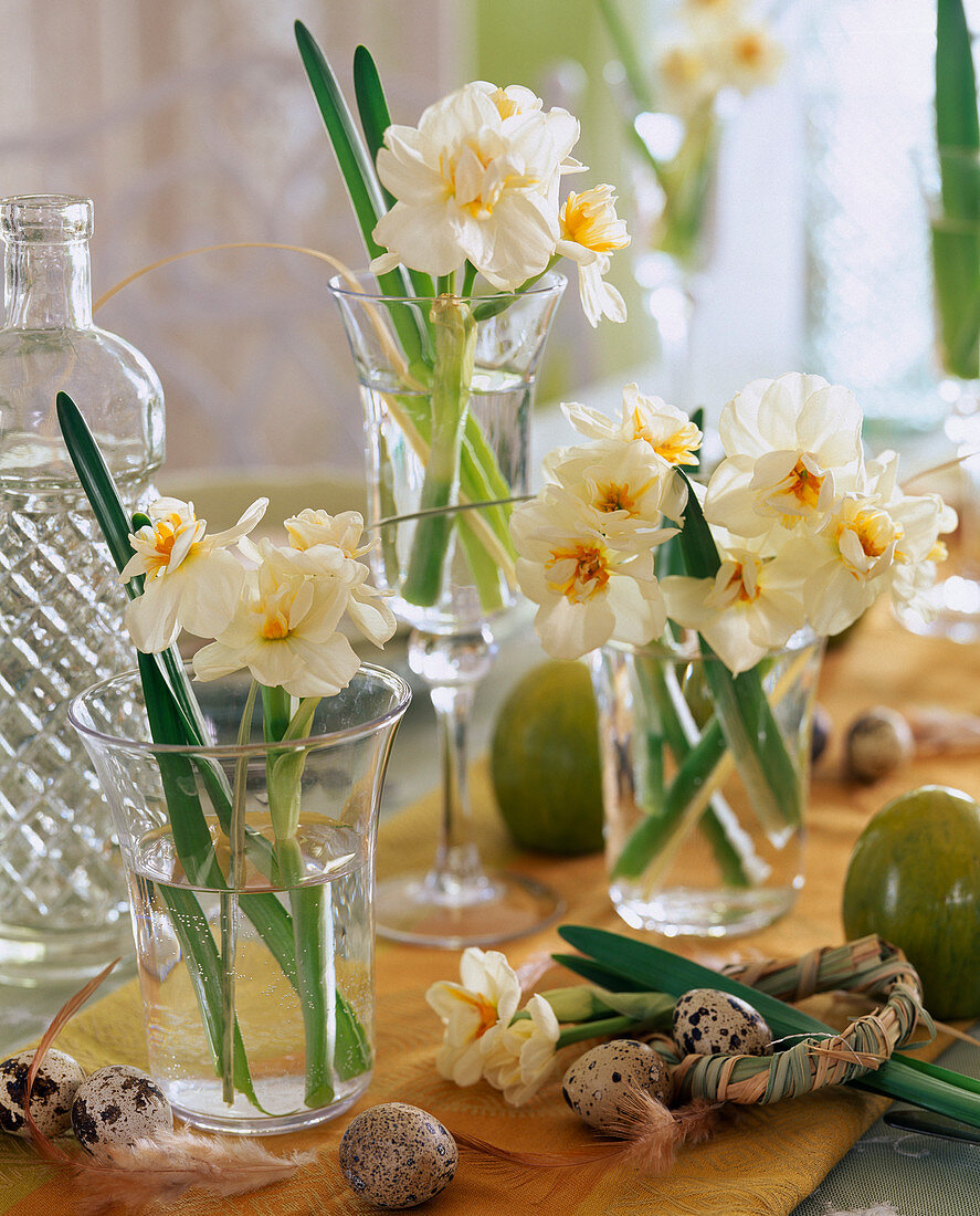 Narcissus 'Bridal Crown' (Narzisse)