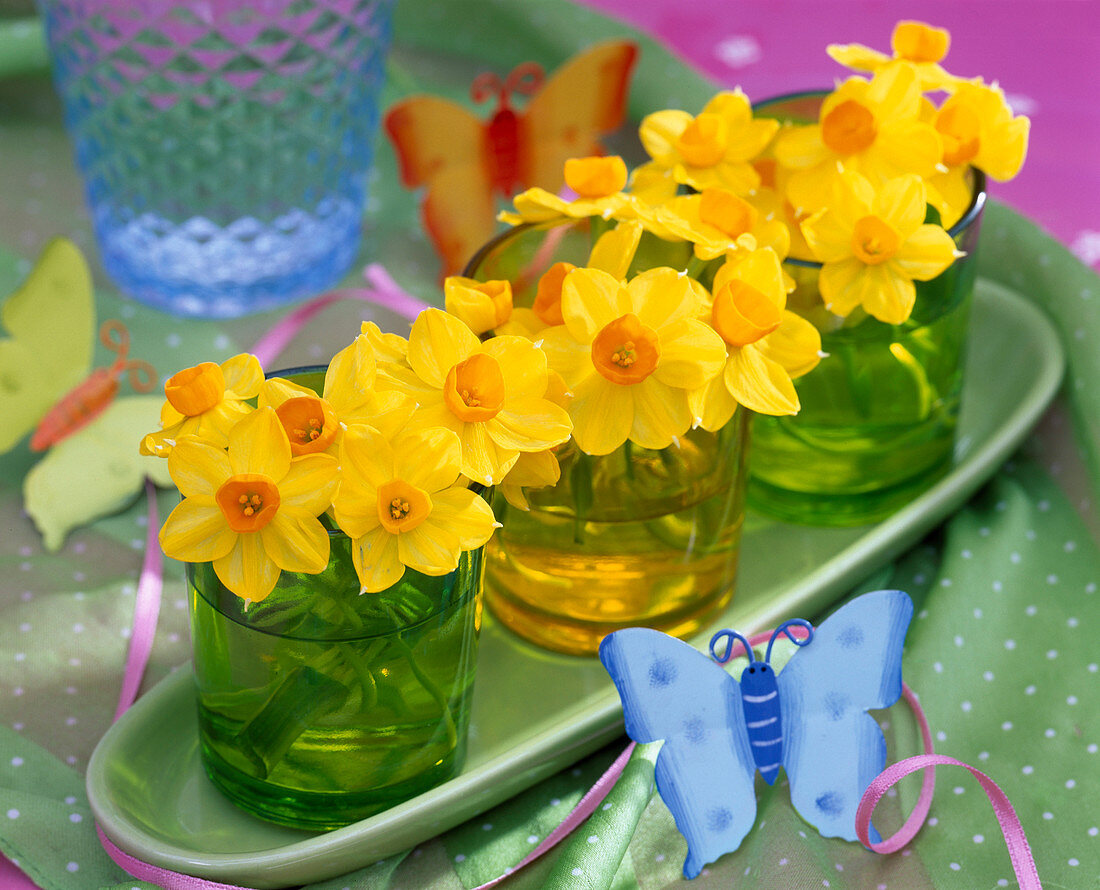 Narcissus 'Soleil D'Or' (Narcissus) in a glass