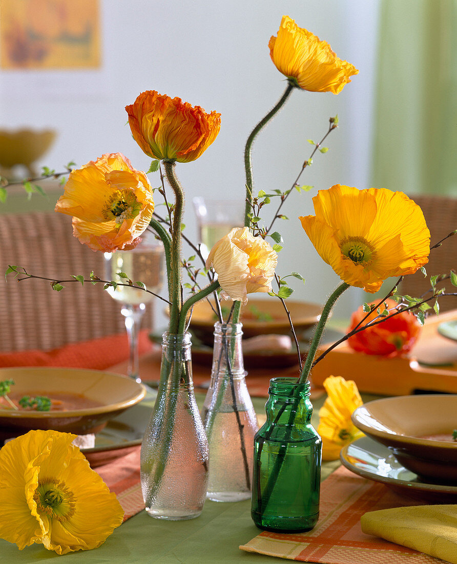 Papaver (Seidenmohn), Betula (Birke)