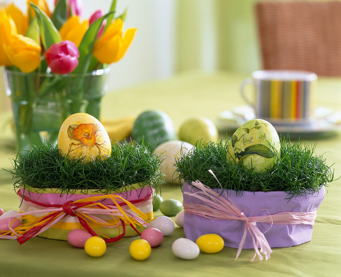 Sagina (Mastkraut) als Ostergras mit Seidenpapier