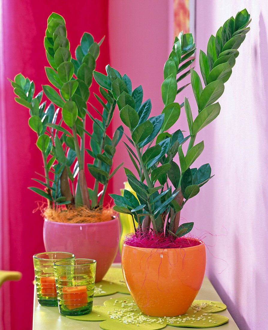 Zamioculcas zamiifolia in spherical planters