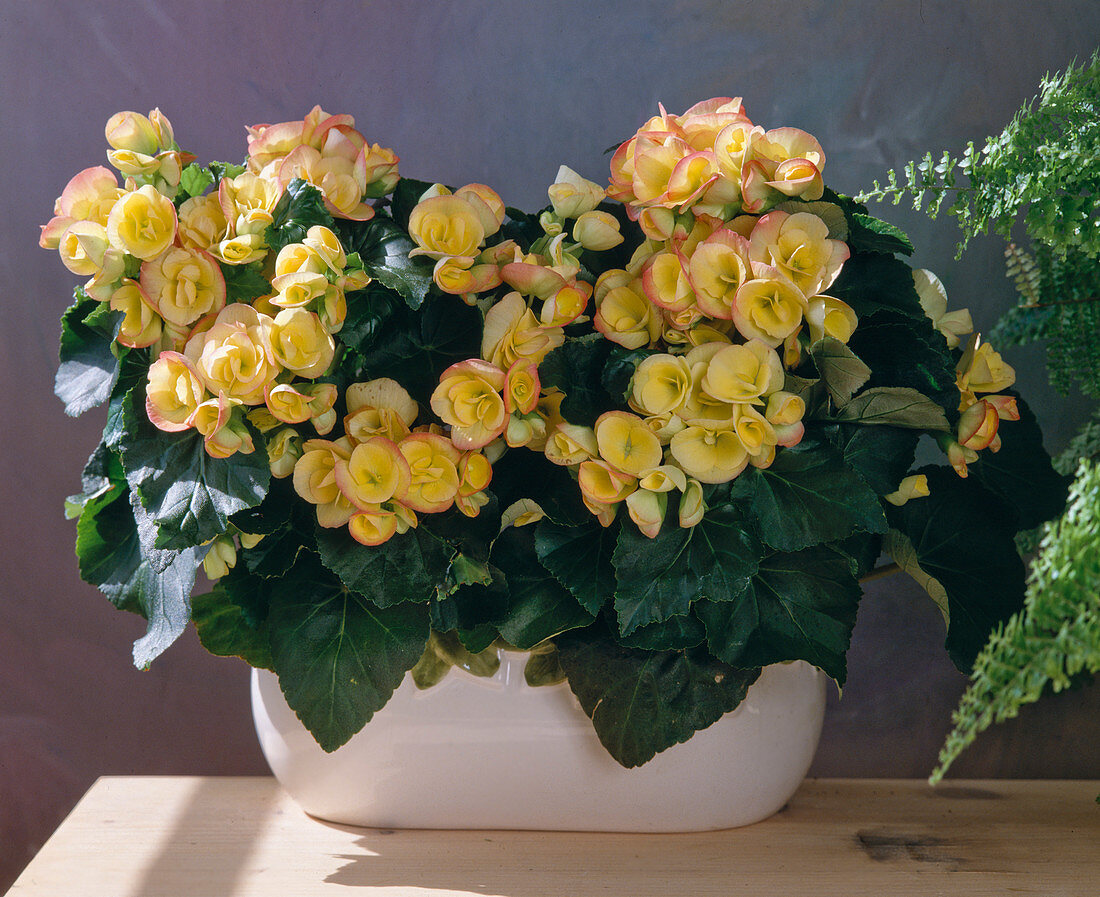 Begonia elatior hybrid 'annet'''