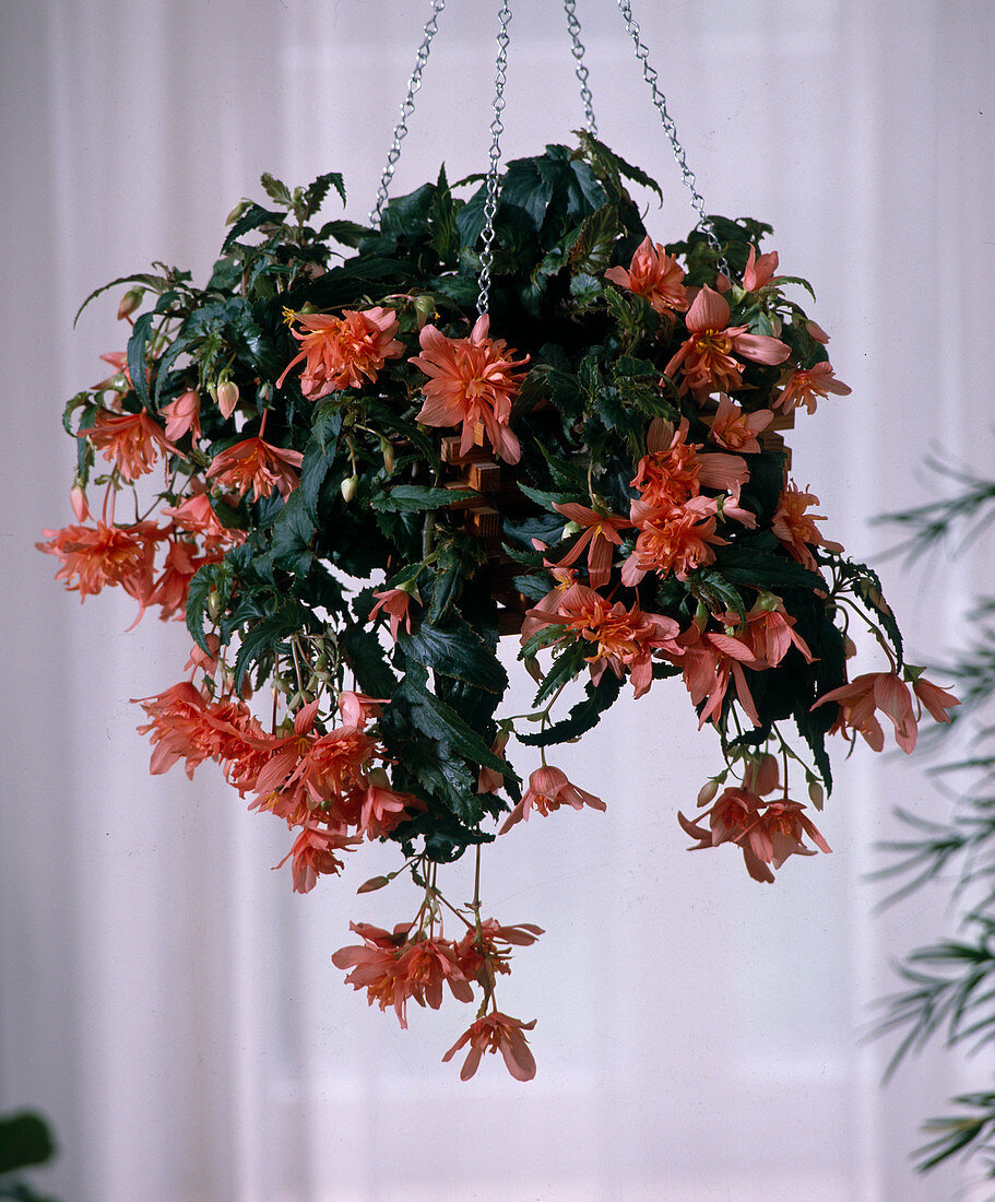 Begonia pendula F1 hybride