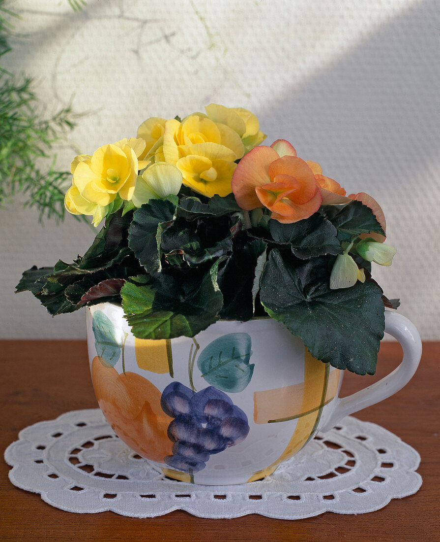 Begonia hybr., mini begonia