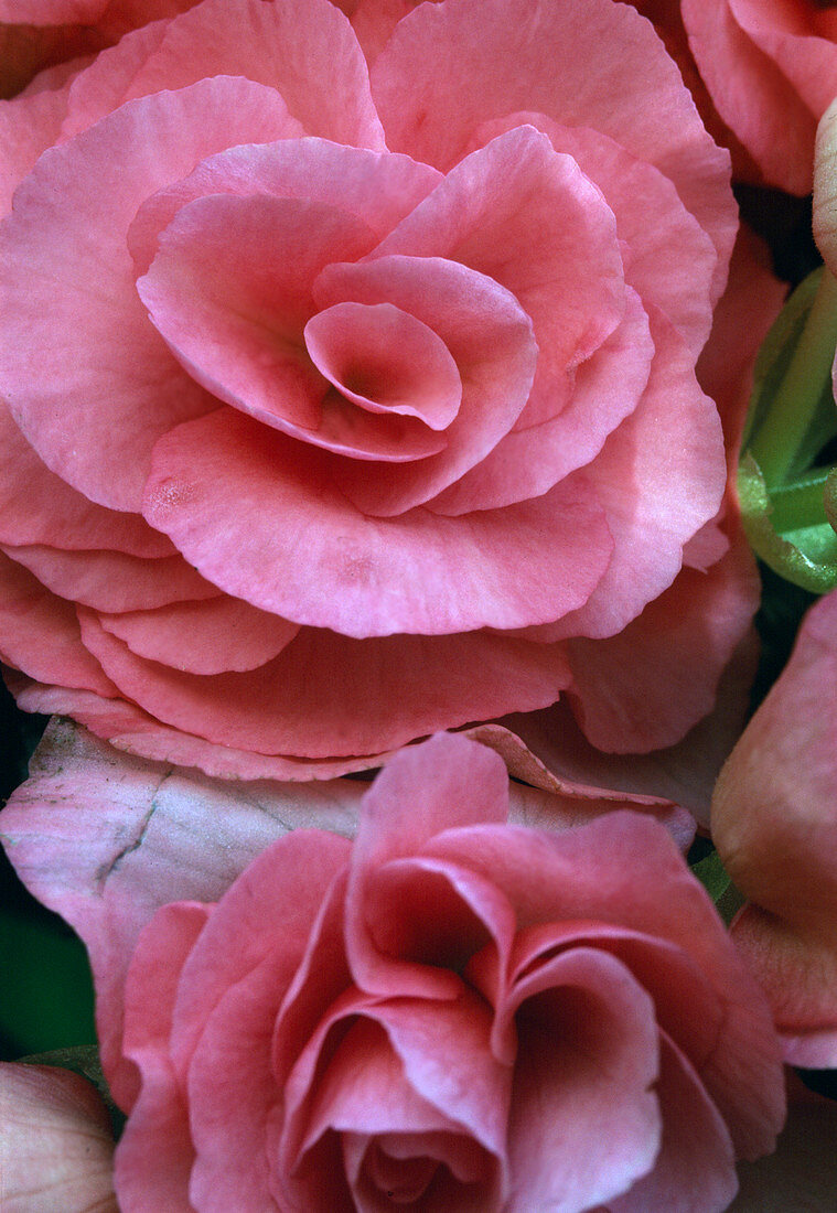 Begonia-Elatior hybrid