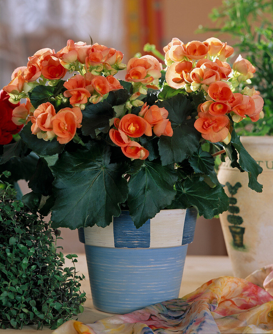 Begonia-Elatior hybrid