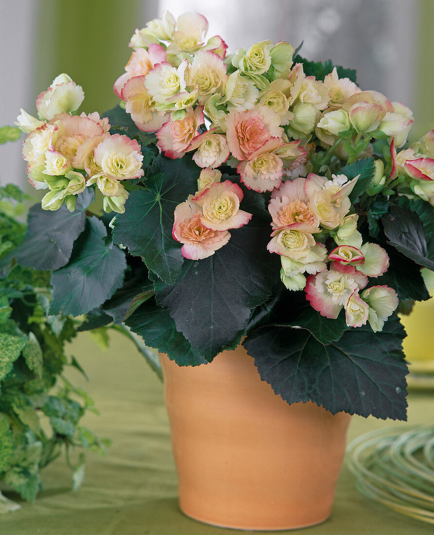 Begonia Elatior hybrid