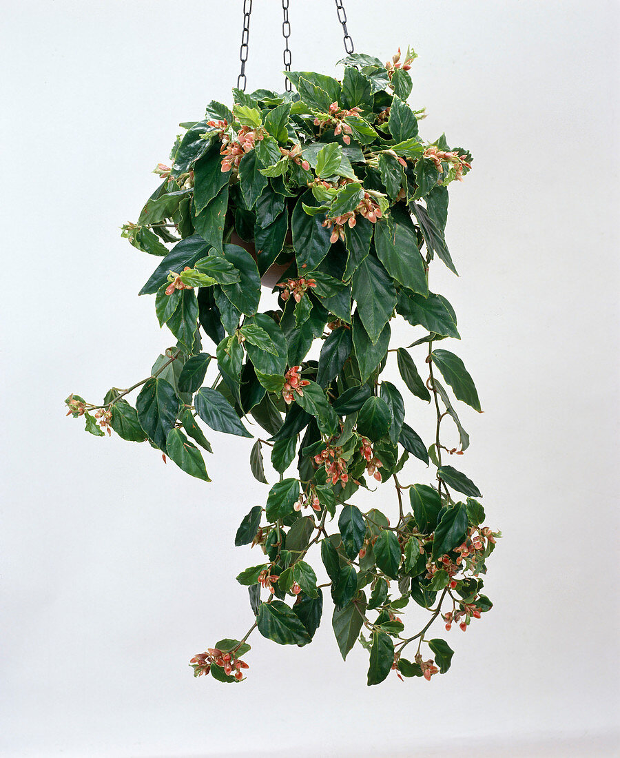 Begonia limmingheana (freisteller)