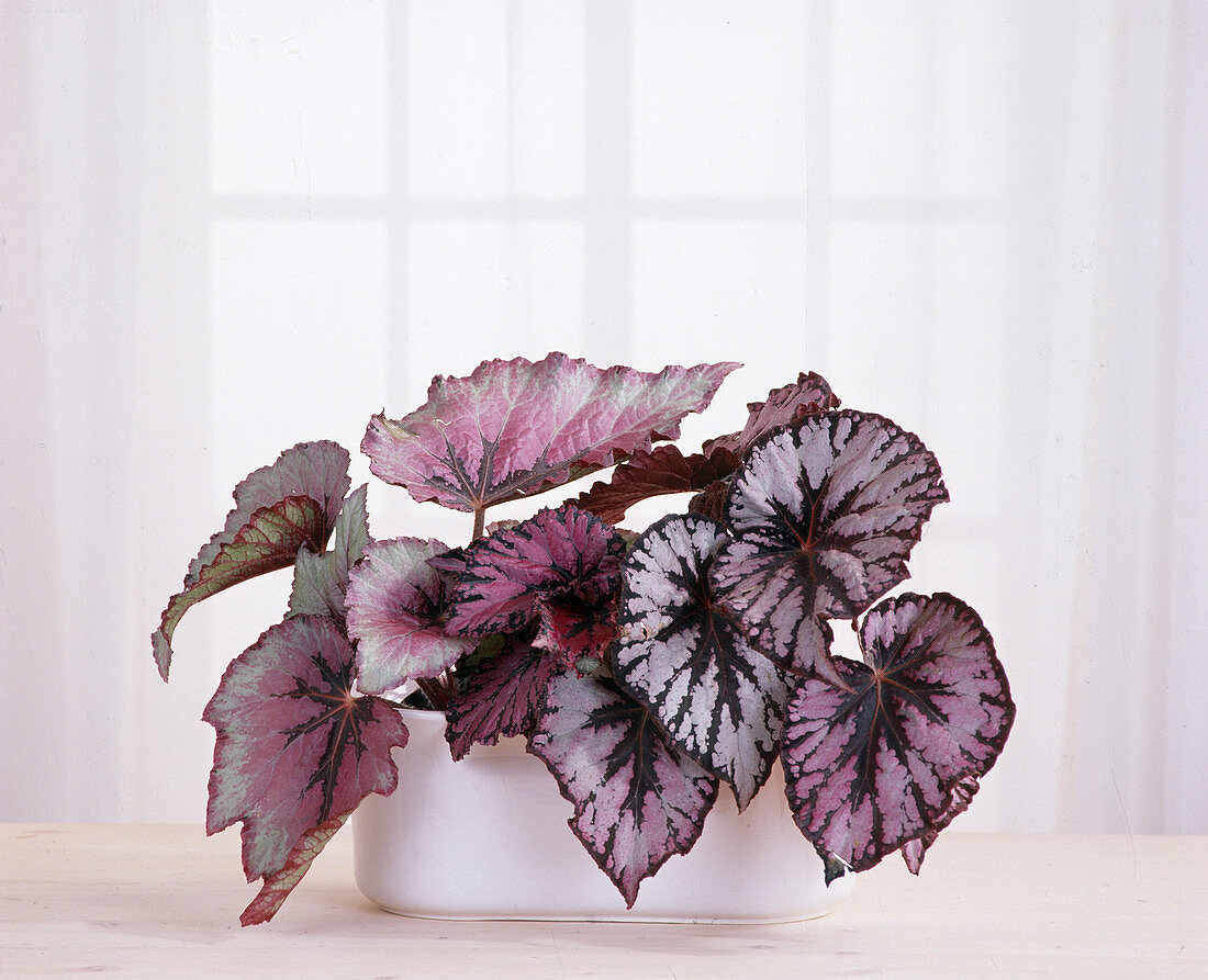 Leaf begonias