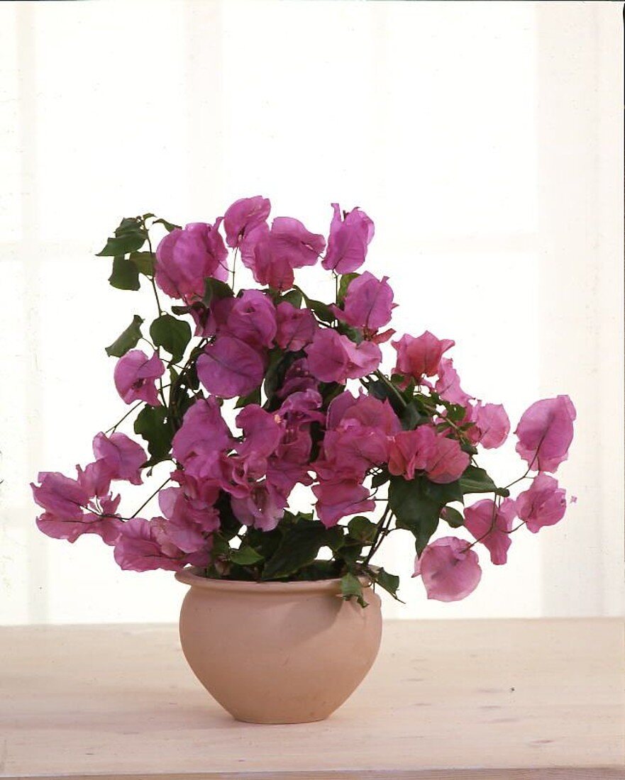 Bougainvillea glabra