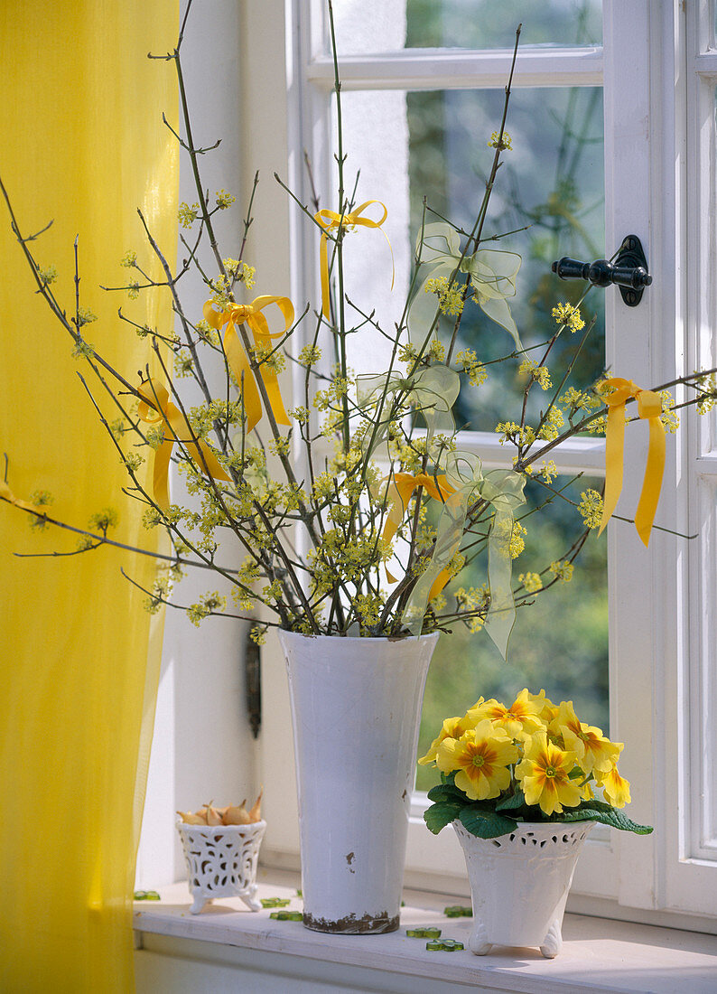 Cornus mas (Cornelian cherry), Primula (yellow primrose)