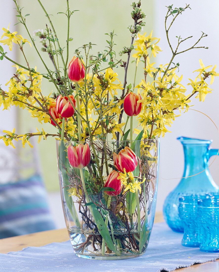 Forsythia, Tulipa (yellow-red tulip)