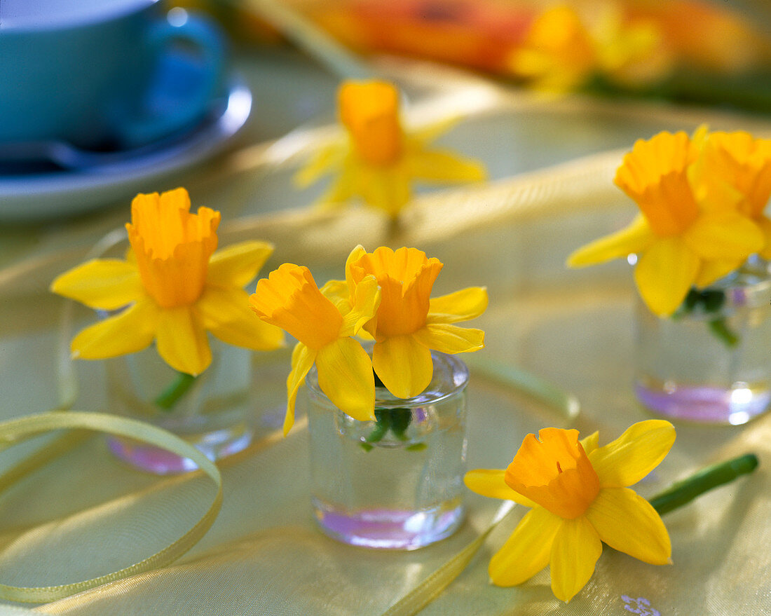 Narcissus 'Tete à Tete' (Narzissenblüten)