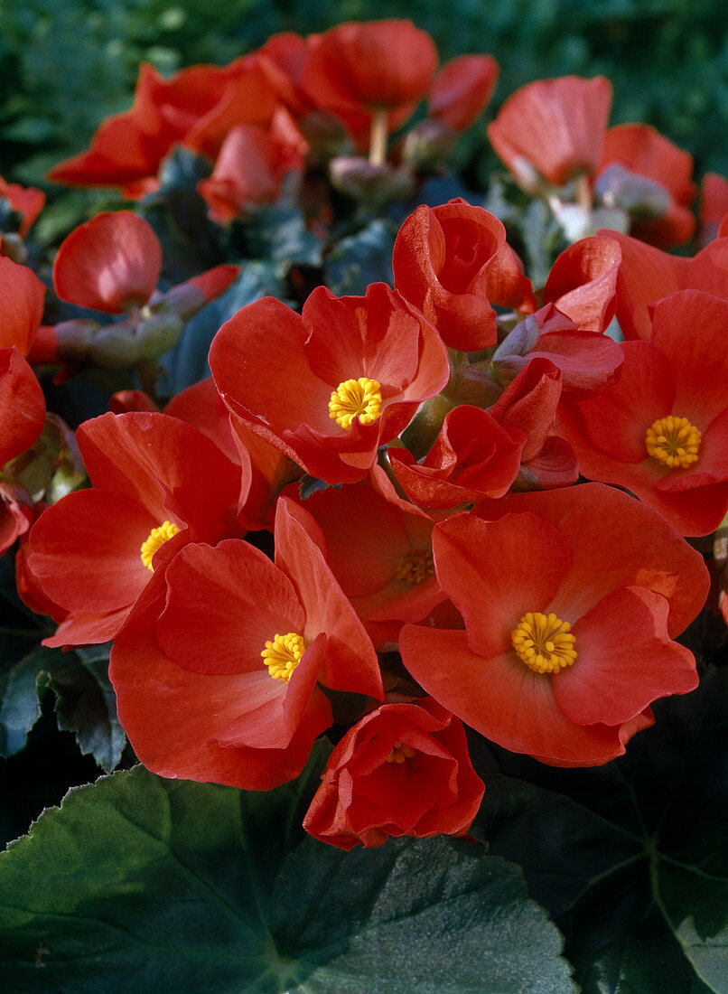 Begonia-elatior-Hybride