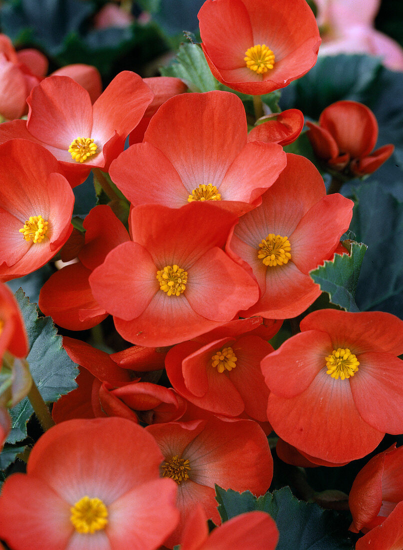 Begonia-elatior hybrid