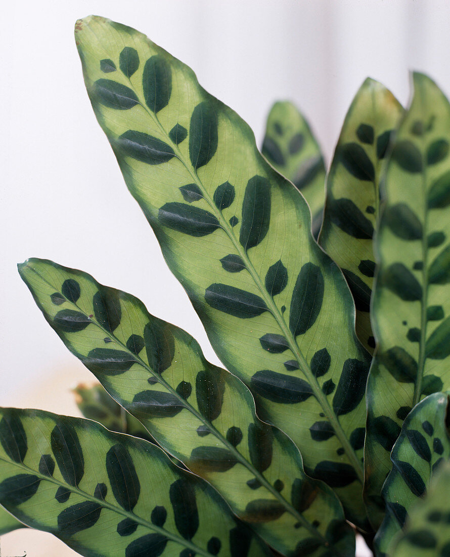 Calathea lancifolia (Basket marante)