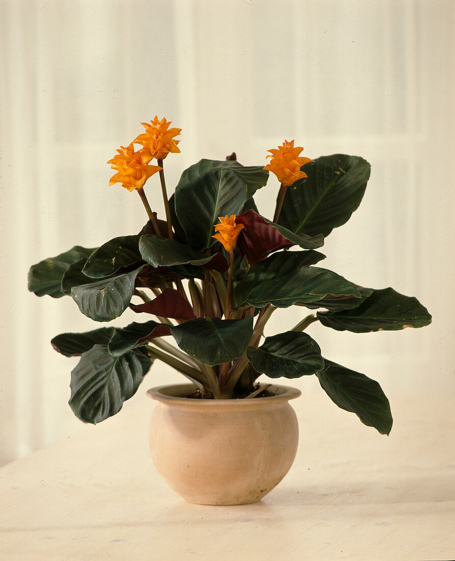 Calathea crocata (Flowering marante, Basket marante)