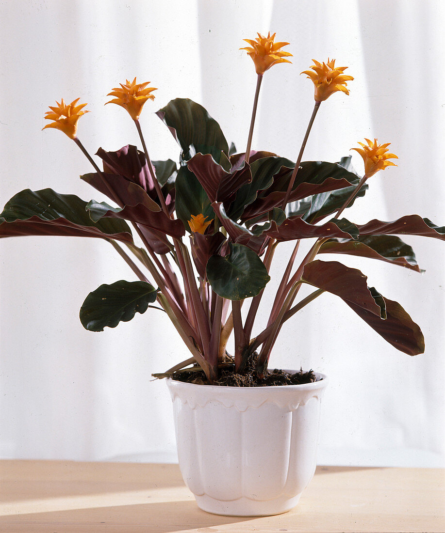 Calathea crocata (Flowering marante, Basket marante)