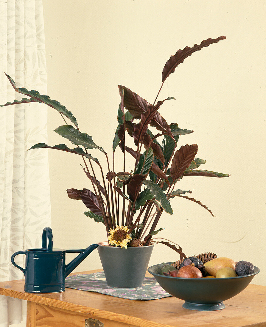 Calathea Rufibarba 'Wavestar' (Basket maranthe) with flower