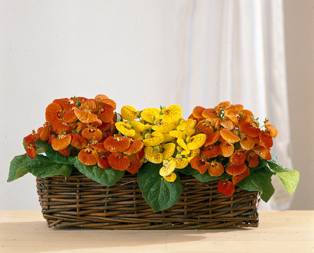 Calceolaria hybrids