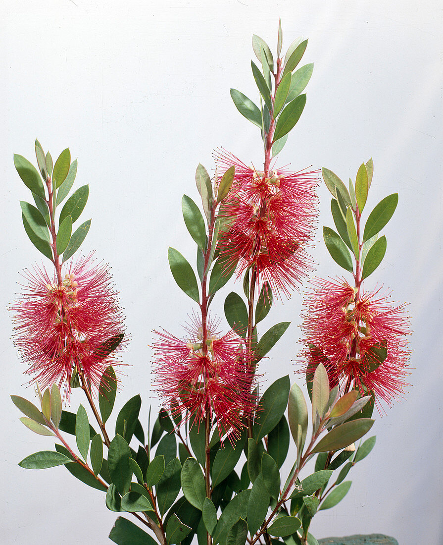 Callistemon