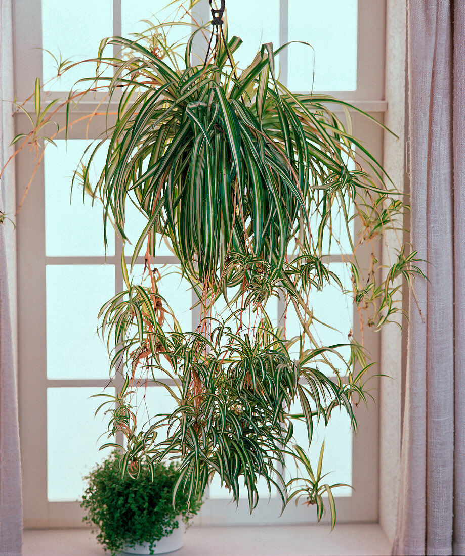 Chlorophytum comosum