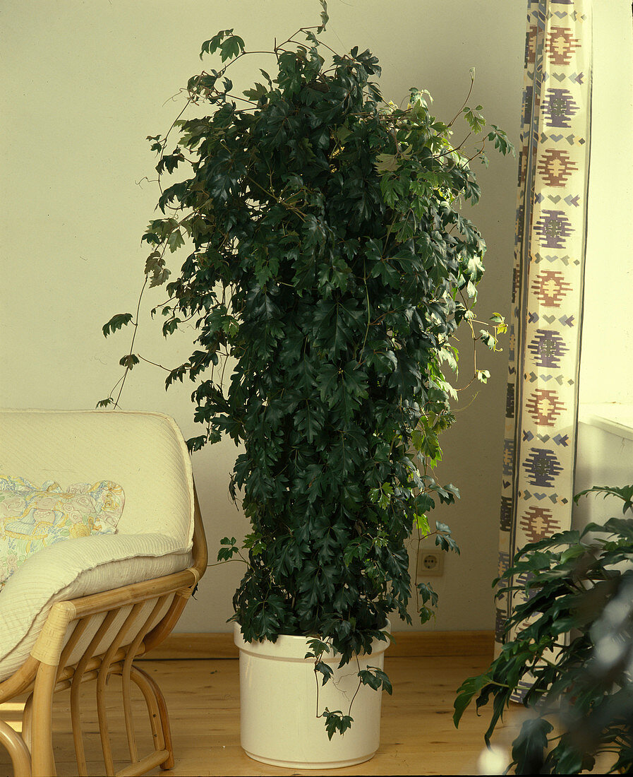 Cissus rhombifolia 'Ellen Danica' (indoor vine)