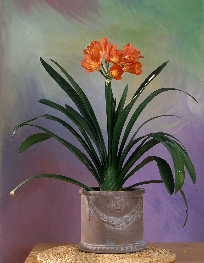 Clivia miniata