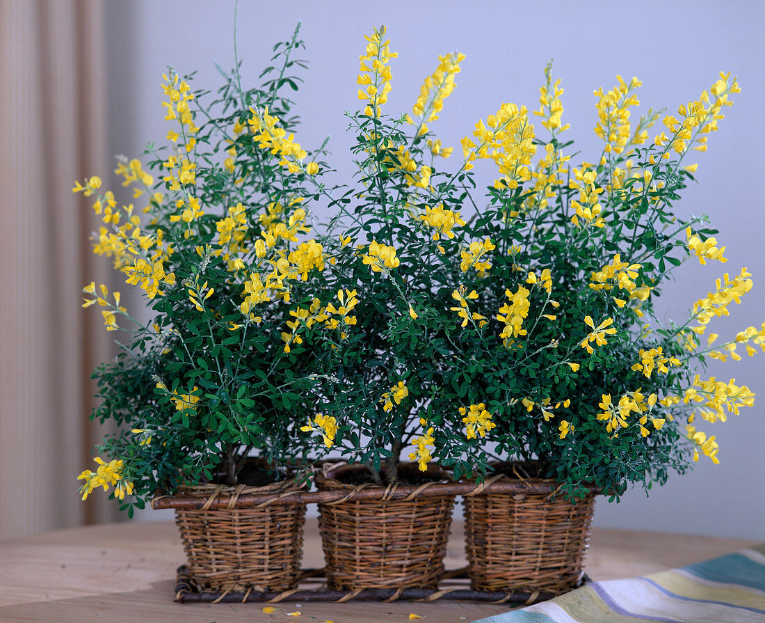 Cytisus x Racemosus