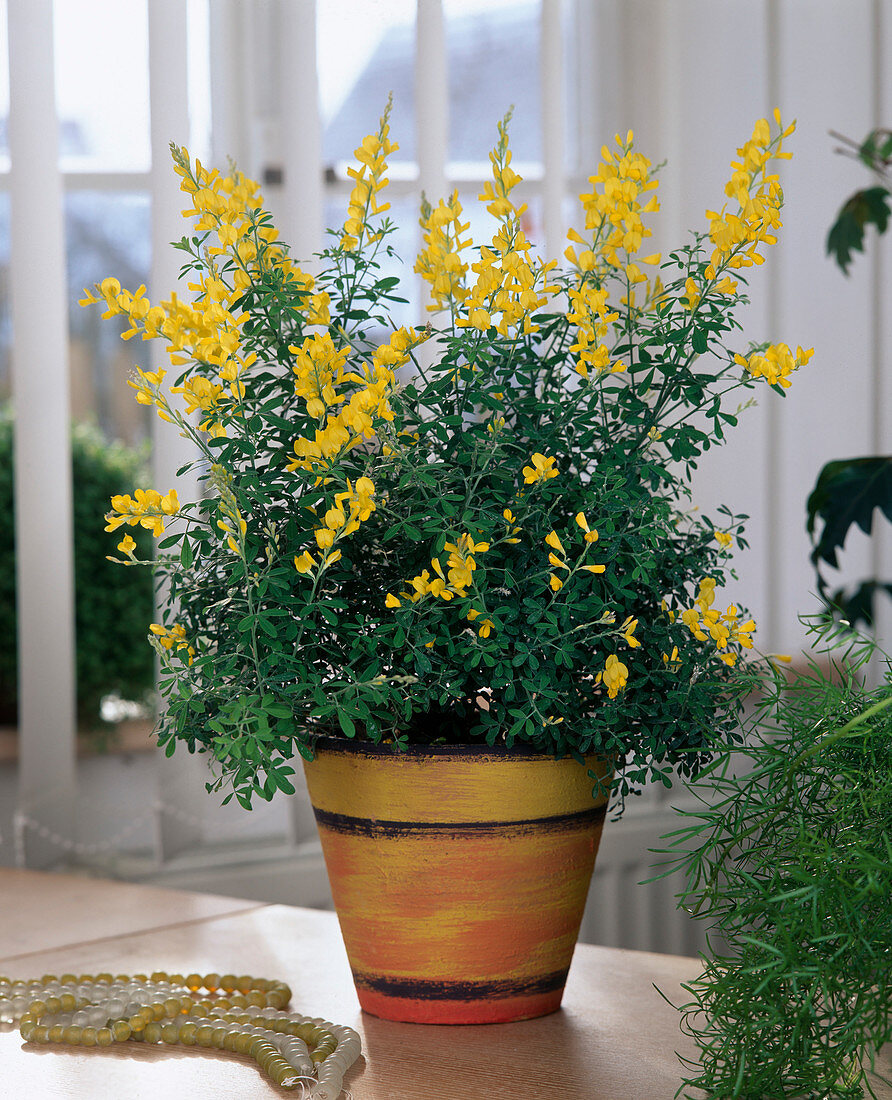 Cytisus x racemosus