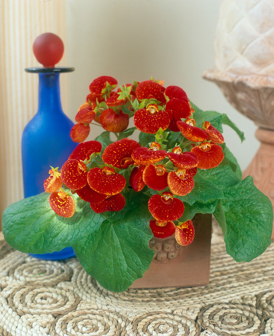 Calceolaria hybrid