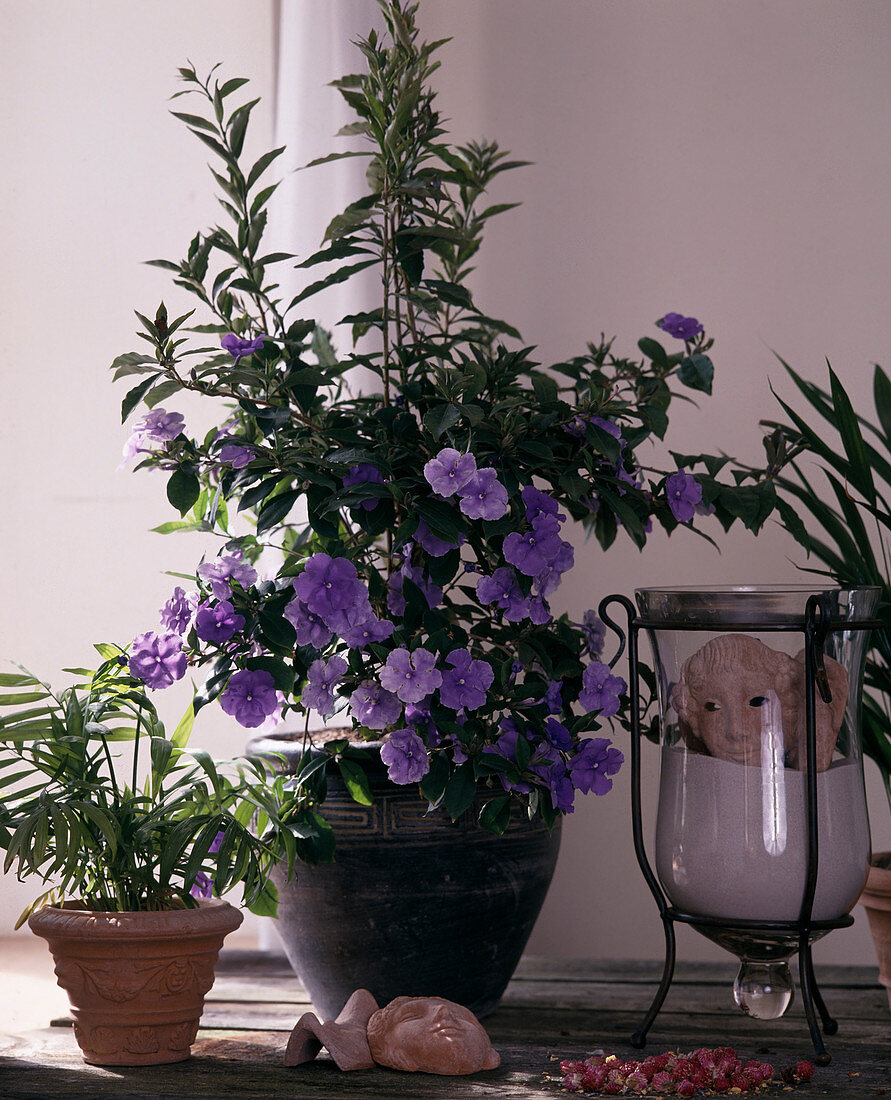 Brunfelsia latifolia