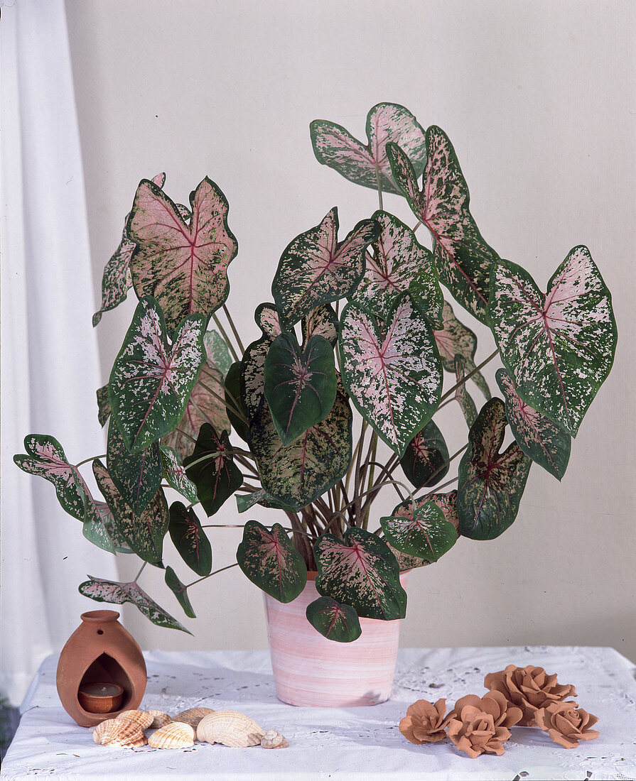 Caladium bicolor-Hybriden