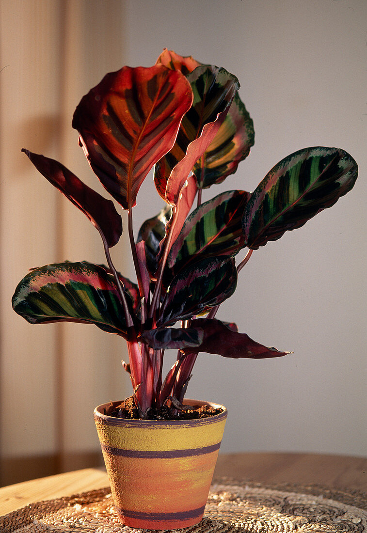 Calathea roseopicta (Basket mary)